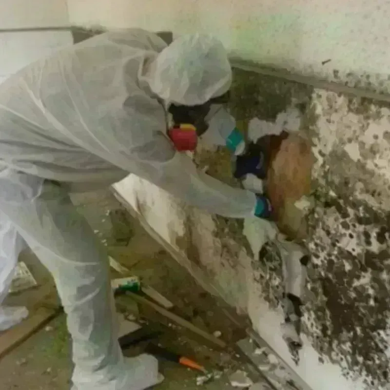 Mold Remediation and Removal in Amelia County, VA